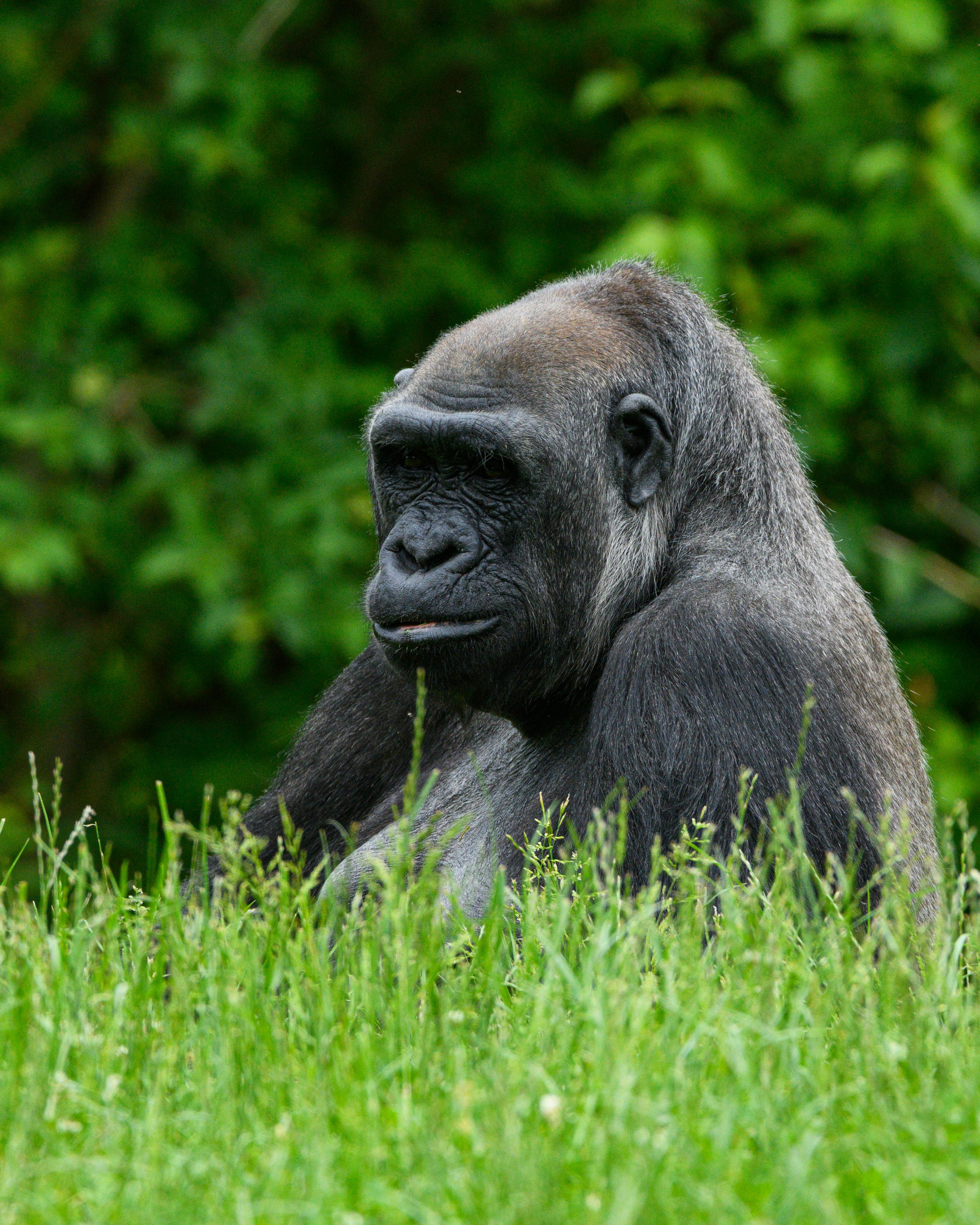 East African landscape behind the SigVerify landing page